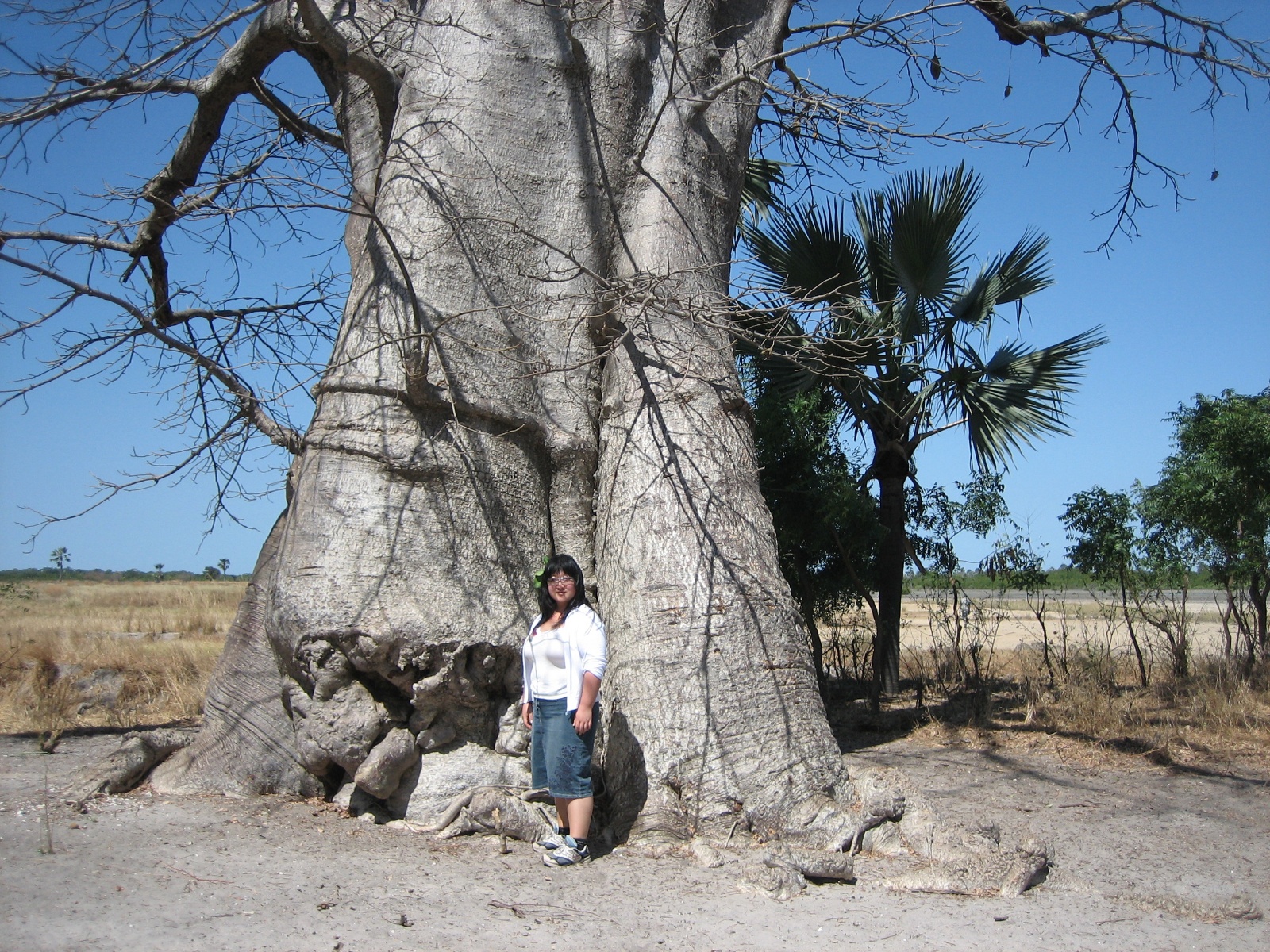 Baobab